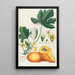 Papaya Painting - Georg Dionysius Ehret — framed artwork on a wall