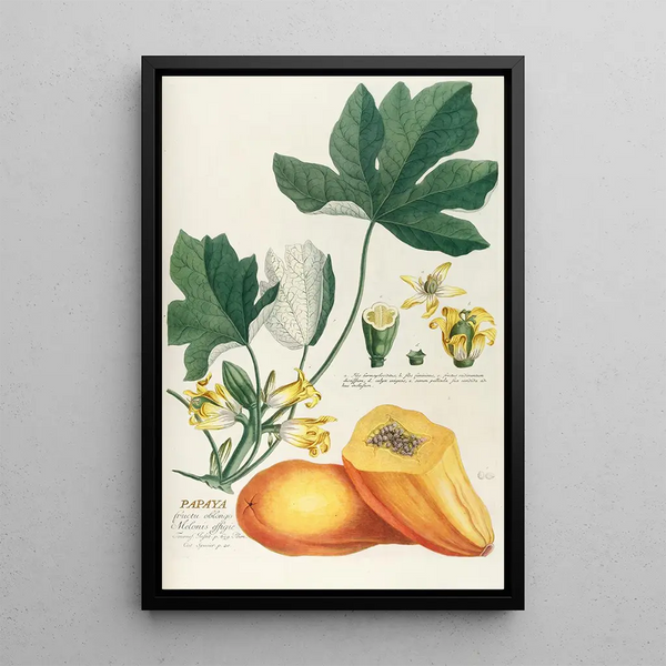 Papaya Painting - Georg Dionysius Ehret — framed artwork on a wall