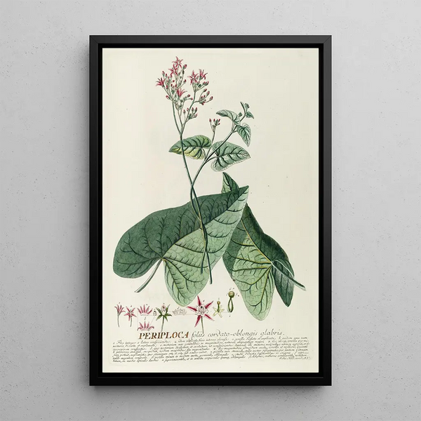 Periploca - Georg Dionysius Ehret — framed artwork on a wall
