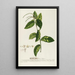 Petiveria Painting - Georg Dionysius Ehret — framed artwork on a wall