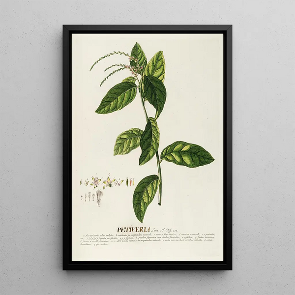 Petiveria Painting - Georg Dionysius Ehret — framed artwork on a wall