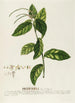 Petiveria Painting - Georg Dionysius Ehret — artwork view