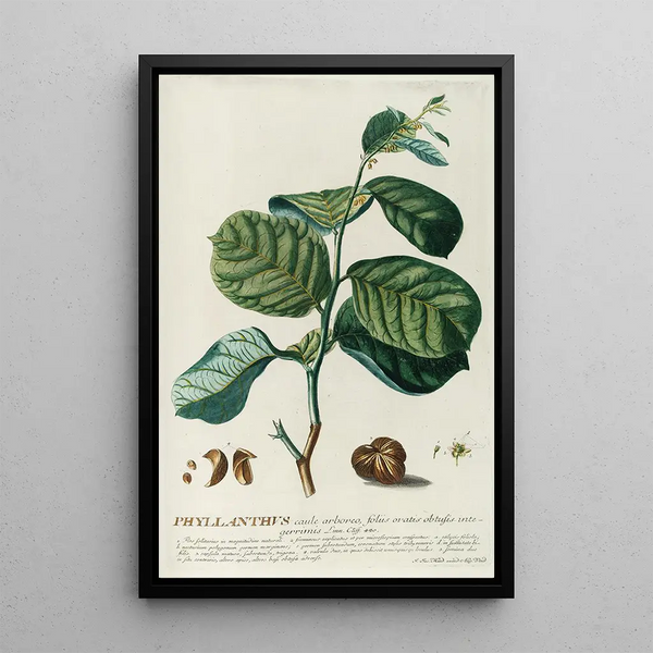 PhylIanthus - Georg Dionysius Ehret — framed artwork on a wall