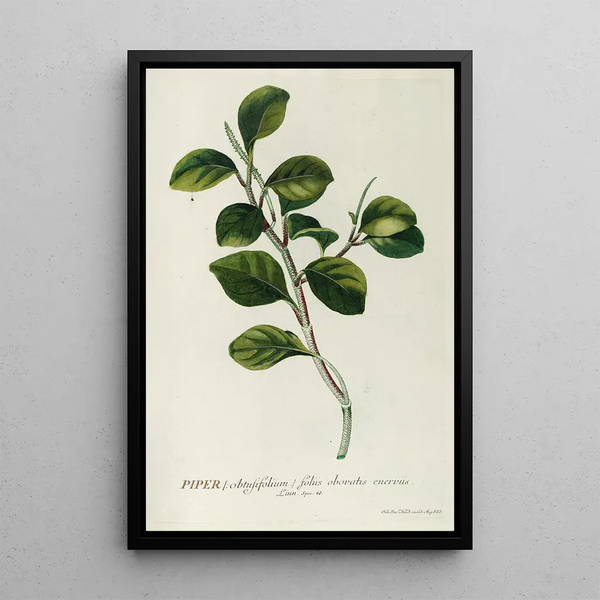 Piper - Georg Dionysius Ehret — framed artwork on a wall