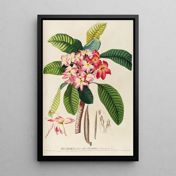 Plumeria - Georg Dionysius Ehret — framed artwork on a wall