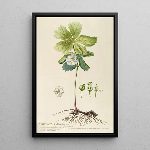 Podophyllum - Georg Dionysius Ehret — framed artwork on a wall