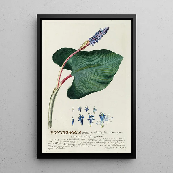 Pontederia - Georg Dionysius Ehret — framed artwork on a wall