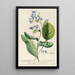 Pulmonaria - Georg Dionysius Ehret — framed artwork on a wall