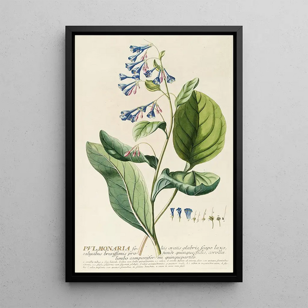 Pulmonaria - Georg Dionysius Ehret — framed artwork on a wall