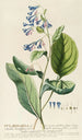 Pulmonaria - Georg Dionysius Ehret — artwork view