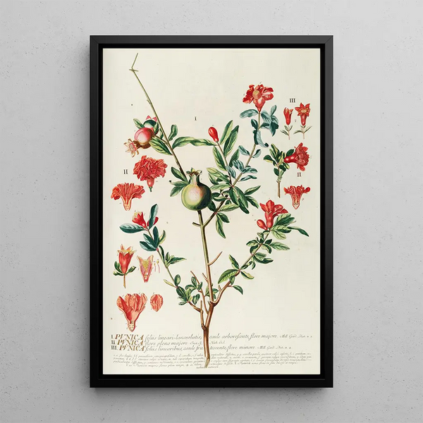 Punica - Georg Dionysius Ehret — framed artwork on a wall