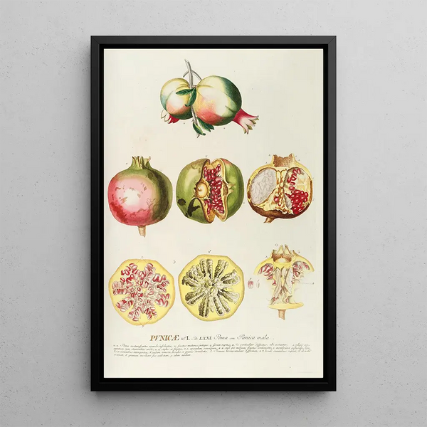 Punicae - Georg Dionysius Ehret — framed artwork on a wall