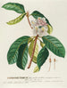 Rhododendron Painting - Georg Dionysius Ehret — artwork view