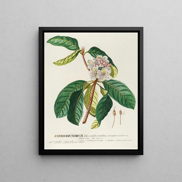 Rhododendron Painting - Georg Dionysius Ehret — framed artwork on a wall