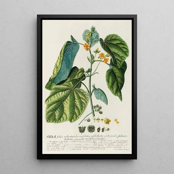Sida - Georg Dionysius Ehret — framed artwork on a wall
