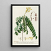 Sophora - Georg Dionysius Ehret — framed artwork on a wall