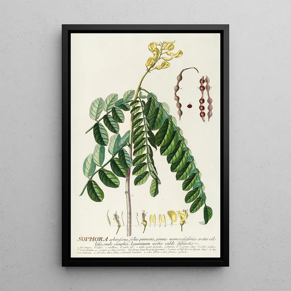Sophora - Georg Dionysius Ehret — framed artwork on a wall