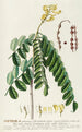 Sophora - Georg Dionysius Ehret — artwork view