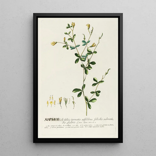 Georg Dionysius Ehret - Sophora II.webp