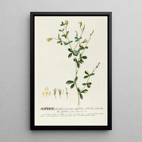 Sophora II - Georg Dionysius Ehret — framed artwork on a wall
