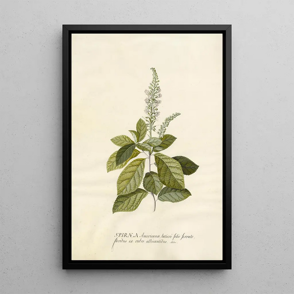 Spiraea - Georg Dionysius Ehret — framed artwork on a wall