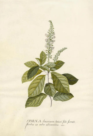 Georg Dionysius Ehret - Spiraea.webp
