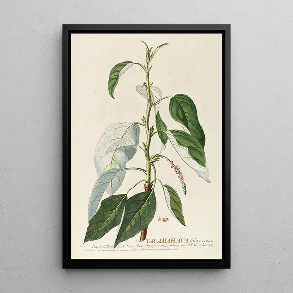 Tacamahaca II - Georg Dionysius Ehret — framed artwork on a wall