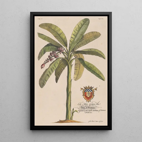 The Banana Tree - Georg Dionysius Ehret — framed artwork on a wall