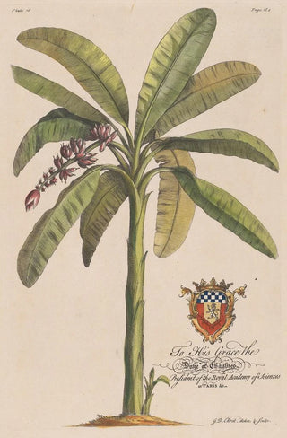 Georg Dionysius Ehret - The Banana Tree.webp