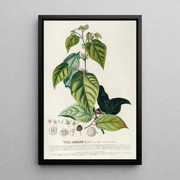 Theobroma - Georg Dionysius Ehret — framed artwork on a wall