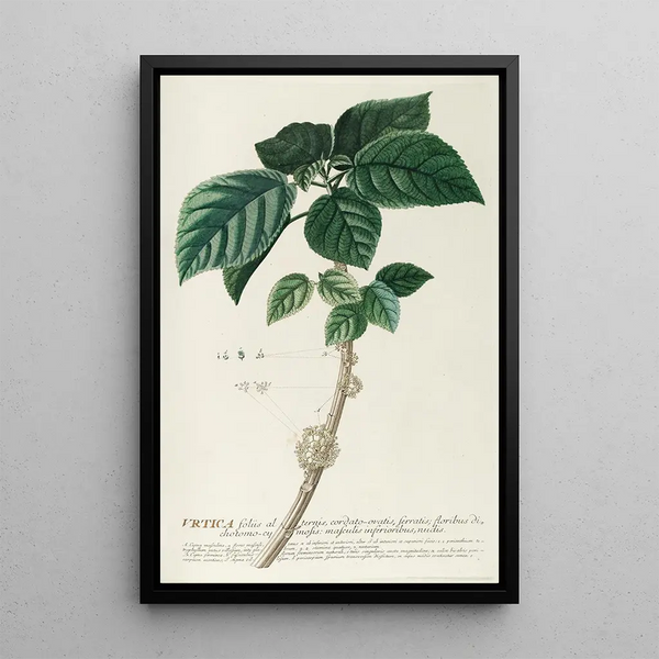 Urtica - Georg Dionysius Ehret — framed artwork on a wall