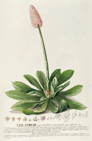 Georg Dionysius Ehret - Veratrum.webp