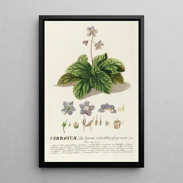 Molène Painting - Georg Dionysius Ehret — framed artwork on a wall