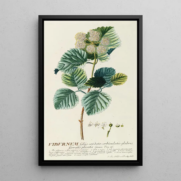 Viorne - Georg Dionysius Ehret — framed artwork on a wall
