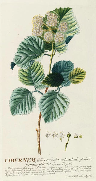 Viorne - Georg Dionysius Ehret — artwork view