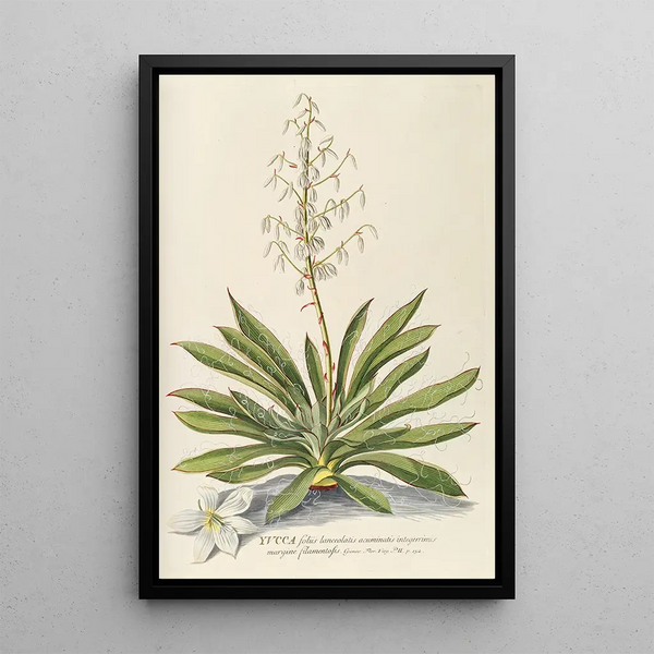 Yucca - Georg Dionysius Ehret — framed artwork on a wall