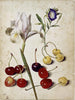 Iris of Spain, morning glory and cherries - Georg Flegel — artwork view