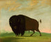 Bison grazing in the prairie - George Catlin — artwork view