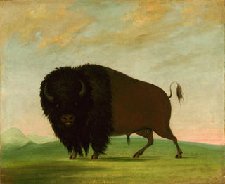 Bison grazing in the prairie - George Catlin — artwork view