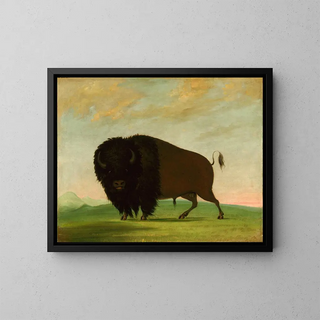 Bison grazing in the prairie - George Catlin — framed artwork on a wall