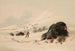 Bison dans une congère - George Catlin — artwork view