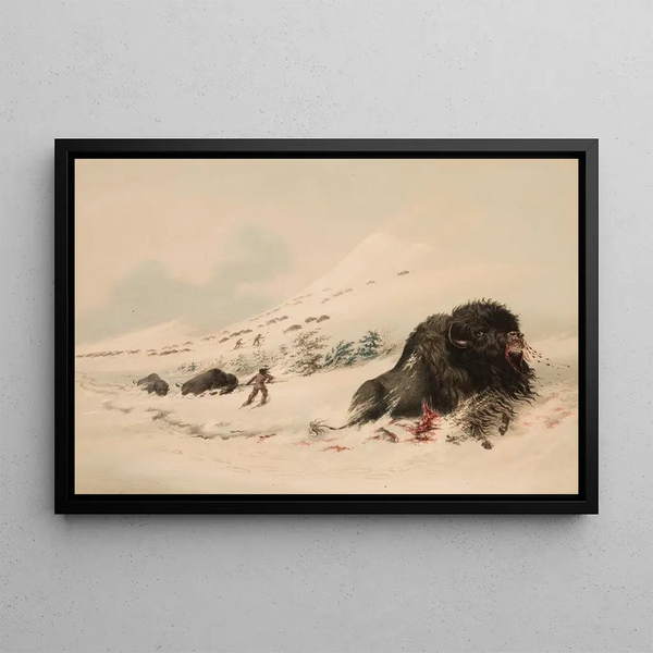 Bison dans une congère - George Catlin — framed artwork on a wall