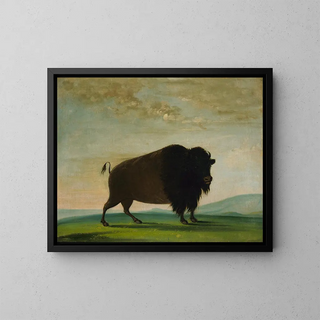 Bovine buffalo grazing in the prairie - George Catlin — framed artwork on a wall