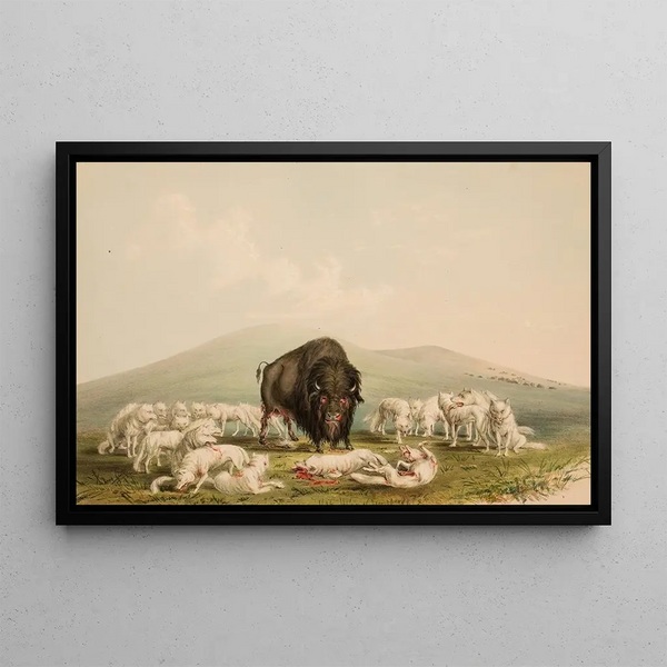 Bison Hunt, white wolves attacking a bison bull - George Catlin — framed artwork on a wall