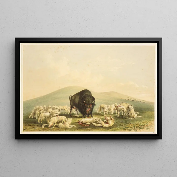 Bison Hunt, white wolves attacking a bison bull - George Catlin — framed artwork on a wall