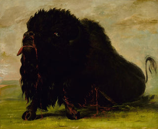 Bison mourant frappé par une flèche - George Catlin — artwork view