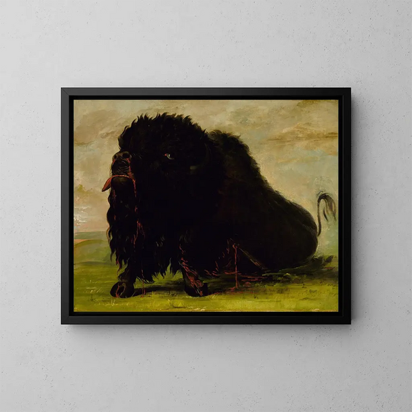Bison mourant frappé par une flèche - George Catlin — framed artwork on a wall