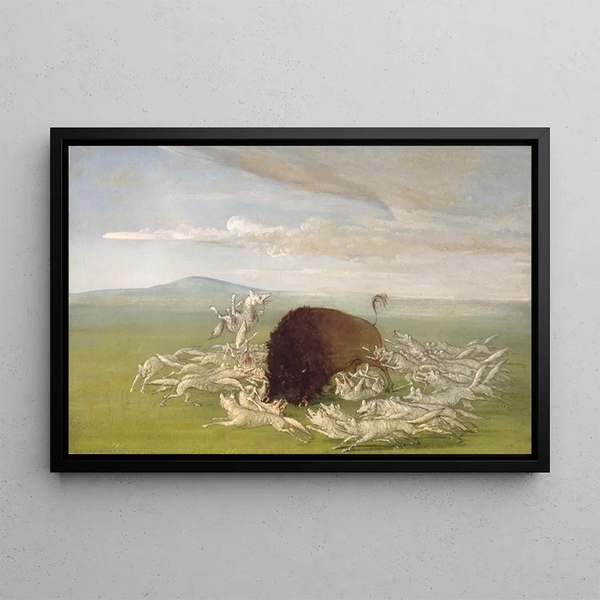 White Wolves attacking a Bison Bull - George Catlin — framed artwork on a wall