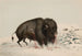 Buffle blessé - George Catlin — artwork view
