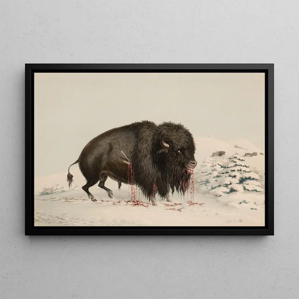 Buffle blessé - George Catlin — framed artwork on a wall